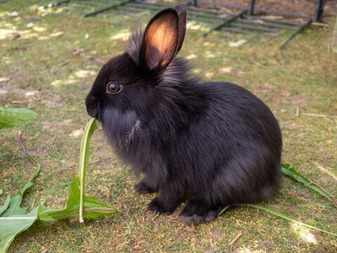 Junger, kleiner, schwarzer Hase L&ouml;wenk&ouml;pfchenmischling