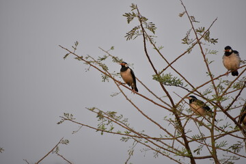 Indian Pied Starling (Pied Myna)