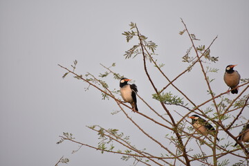 Indian Pied Starling (Pied Myna)