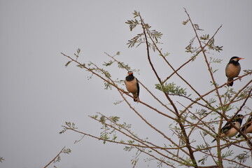 Indian Pied Starling (Pied Myna)