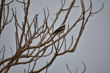Indian Pied Starling (Pied Myna)