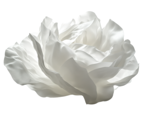 White flower on transparent background, elegant and soft petals.