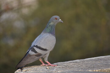 The domestic pigeon is a pigeon subspecies that was derived from the rock dove or rock pigeon. The rock pigeon is the world's oldest domesticated bird. Mesopotamian cuneiform tablets mention the domes