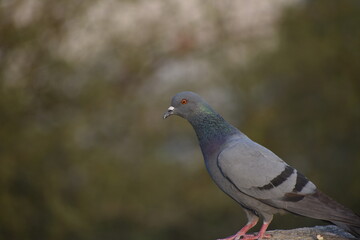The domestic pigeon is a pigeon subspecies that was derived from the rock dove or rock pigeon. The rock pigeon is the world's oldest domesticated bird. Mesopotamian cuneiform tablets mention the domes