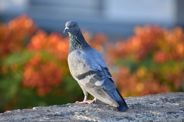 The domestic pigeon is a pigeon subspecies that was derived from the rock dove or rock pigeon. The...