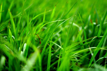 green grass with dew. closeup image