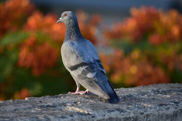 The domestic pigeon is a pigeon subspecies that was derived from the rock dove or rock pigeon. The rock pigeon is the world's oldest domesticated bird. Mesopotamian cuneiform tablets mention the domes