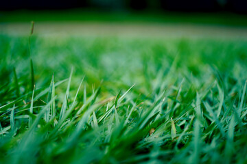green grass in the morning