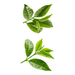 Fresh green tea leaves in whit background. © MdAbdurRazzak