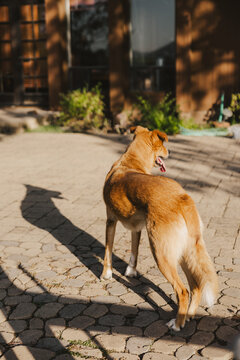 Dog's Shadow
