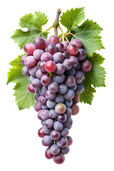 Obraz premium Cluster of Ripe Purple Grapes with Leaves - A vibrant cluster of ripe purple grapes hanging with fresh green leaves, perfect for illustrating fruit, wine, or nature themes. 