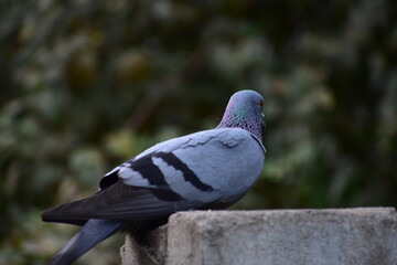 The domestic pigeon is a pigeon subspecies that was derived from the rock dove or rock pigeon. The rock pigeon is the world's oldest domesticated bird. Mesopotamian cuneiform tablets mention the domes