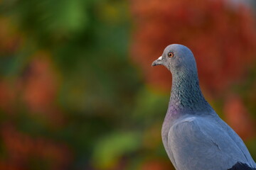 The domestic pigeon is a pigeon subspecies that was derived from the rock dove or rock pigeon. The rock pigeon is the world's oldest domesticated bird. Mesopotamian cuneiform tablets mention the domes