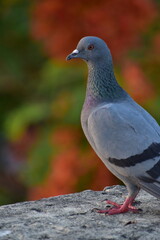 The domestic pigeon is a pigeon subspecies that was derived from the rock dove or rock pigeon. The rock pigeon is the world's oldest domesticated bird. Mesopotamian cuneiform tablets mention the domes