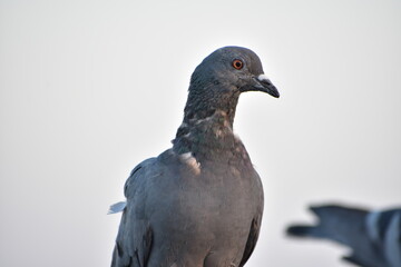 The domestic pigeon is a pigeon subspecies that was derived from the rock dove or rock pigeon. The rock pigeon is the world's oldest domesticated bird. Mesopotamian cuneiform tablets mention the domes