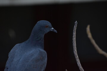 The domestic pigeon is a pigeon subspecies that was derived from the rock dove or rock pigeon. The...