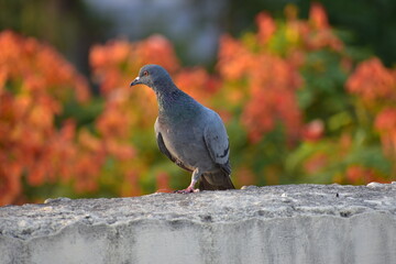 The domestic pigeon is a pigeon subspecies that was derived from the rock dove or rock pigeon. The rock pigeon is the world's oldest domesticated bird. Mesopotamian cuneiform tablets mention the domes