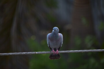 The domestic pigeon is a pigeon subspecies that was derived from the rock dove or rock pigeon. The rock pigeon is the world's oldest domesticated bird. Mesopotamian cuneiform tablets mention the domes