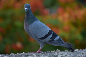 The domestic pigeon is a pigeon subspecies that was derived from the rock dove or rock pigeon. The rock pigeon is the world's oldest domesticated bird. Mesopotamian cuneiform tablets mention the domes