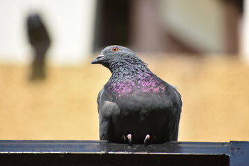 The domestic pigeon is a pigeon subspecies that was derived from the rock dove or rock pigeon. The rock pigeon is the world's oldest domesticated bird. Mesopotamian cuneiform tablets mention the domes