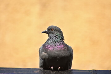 The domestic pigeon is a pigeon subspecies that was derived from the rock dove or rock pigeon. The rock pigeon is the world's oldest domesticated bird. Mesopotamian cuneiform tablets mention the domes