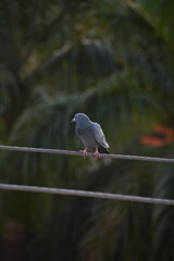 The domestic pigeon is a pigeon subspecies that was derived from the rock dove or rock pigeon. The...