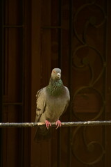 The domestic pigeon is a pigeon subspecies that was derived from the rock dove or rock pigeon. The...