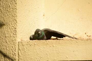 The domestic pigeon is a pigeon subspecies that was derived from the rock dove or rock pigeon. The rock pigeon is the world's oldest domesticated bird. Mesopotamian cuneiform tablets mention the domes