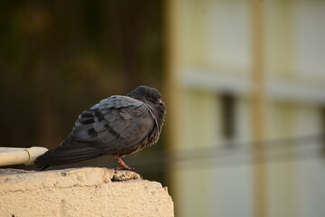 The domestic pigeon is a pigeon subspecies that was derived from the rock dove or rock pigeon. The rock pigeon is the world's oldest domesticated bird. Mesopotamian cuneiform tablets mention the domes