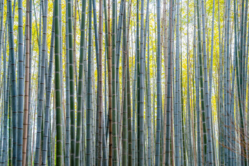 Fototapeta premium Bamboo trees background at Arashiyama Bamboo Forest in Kyoto.