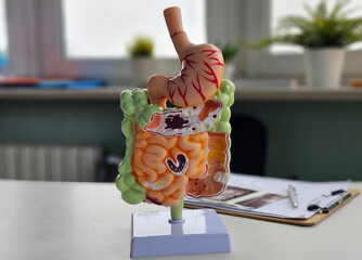 Intestine or bowel human anatomy model for study education concept