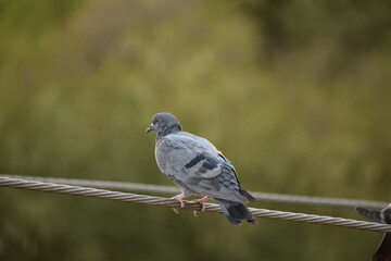 The domestic pigeon is a pigeon subspecies that was derived from the rock dove or rock pigeon. The rock pigeon is the world's oldest domesticated bird. Mesopotamian cuneiform tablets mention the domes
