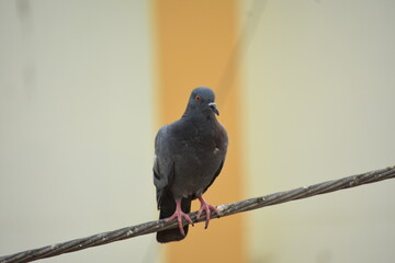 The domestic pigeon is a pigeon subspecies that was derived from the rock dove or rock pigeon. The...