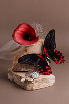 An elegant composition with a red calla and a butterfly