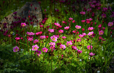 Texture. Pink blooming saxifrage in the garden.