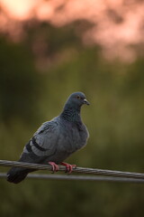 The domestic pigeon is a pigeon subspecies that was derived from the rock dove or rock pigeon. The rock pigeon is the world's oldest domesticated bird. Mesopotamian cuneiform tablets mention the domes