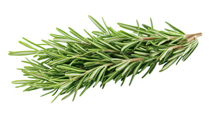 Fototapeta premium A fresh rosemary sprig rests on a white surface, showcasing its vibrant green hues