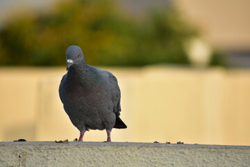 The domestic pigeon is a pigeon subspecies that was derived from the rock dove or rock pigeon. The...