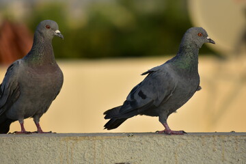 The domestic pigeon is a pigeon subspecies that was derived from the rock dove or rock pigeon. The rock pigeon is the world's oldest domesticated bird. Mesopotamian cuneiform tablets mention the domes