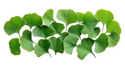 Vibrant ginkgo leaves arranged artfully highlighting their unique fan shape and rich green hues