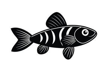 guppy fish isolated on white background