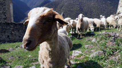 sheep in the mountains
