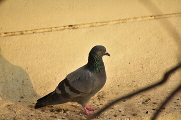 The domestic pigeon is a pigeon subspecies that was derived from the rock dove or rock pigeon. The rock pigeon is the world's oldest domesticated bird. Mesopotamian cuneiform tablets mention the domes