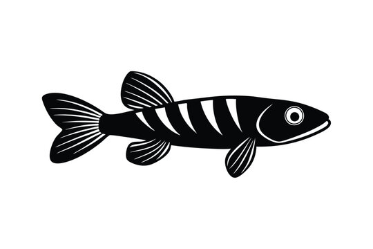 illustration of a endler fish