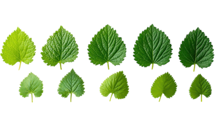 Exploring the vibrant spectrum of green leaves in various stages of growth and maturity