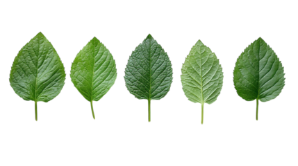 A close-up view of various mint leaves showcasing their vibrant colors and unique textures