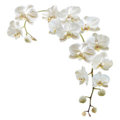 Fototapeta premium Delicate white orchid branch nature scene botanical photography low resolution view