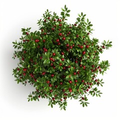 Obraz premium Top view of a lush green plant with vibrant red berries on a stark white background.