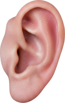 Human ear isolated on transparent background