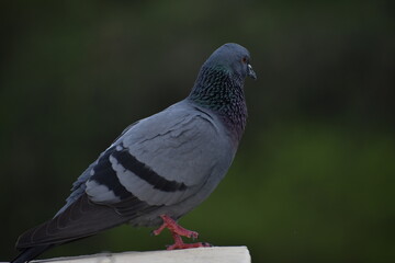 The domestic pigeon is a pigeon subspecies that was derived from the rock dove or rock pigeon. The rock pigeon is the world's oldest domesticated bird. Mesopotamian cuneiform tablets mention the domes